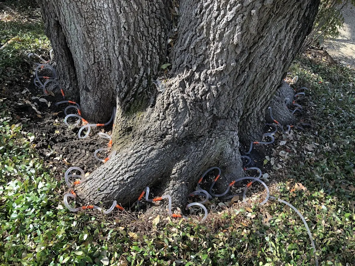Detailed Tree Cabling and Bracing job site in Central Falls